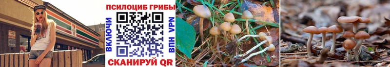 Галлюциногенные грибы Psilocybe Белинский